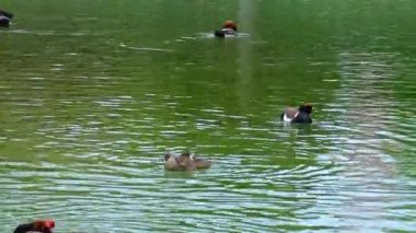 Mandarin ördekleri Aix galericulata biopark gölünde yüzer.