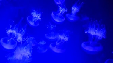 Big jellyfish in the oceanarium
