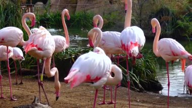 Pink flamingo close-up group of animals near the lake