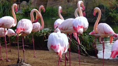 Pink flamingo close-up group of animals near the lake