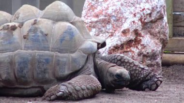 A large ancient turtle lies on the sand of the zoo