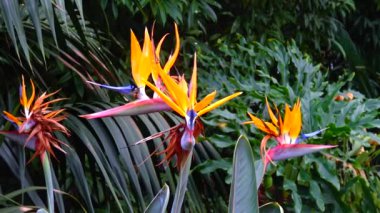 A bee sits on a yellow flower Strelitzia  growing on the lake