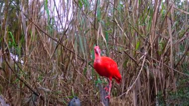 Red ibis Threskiornithinae, in a greenhouse at the zoo