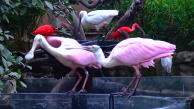 Pink flamingo close-up group of animals near the lake