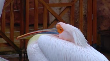 White Pelicans sit on stones on a sunny day