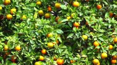 Orange tree in Spain growing fruits on the street