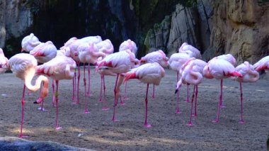 Pink flamingo close-up group of animals near the lake