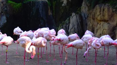 Pink flamingo close-up group of animals near the lake
