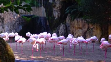 Pink flamingo close-up group of animals near the lake