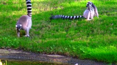 Halka kuyruklu lemur Lemur catta, çimenlerde oturuyor.