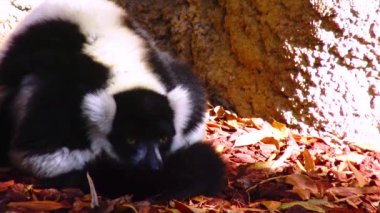 Black and white lemur Varecia variegata, valencia biopark