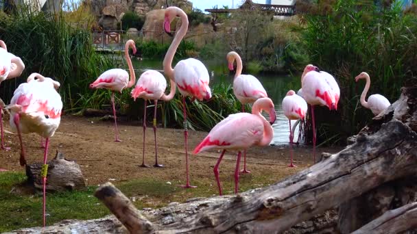 Ροζ Φλαμίνγκο Ομάδα Από Κοντινά Ζώα Κοντά Στη Λίμνη — Αρχείο Βίντεο