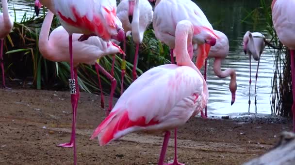 Rózsaszín Flamingó Közeli Állatcsoport Közelében — Stock videók