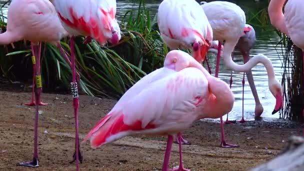 Pink Flamingo Close Group Animals Lake — Vídeo de Stock