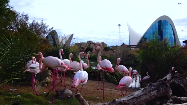 Růžové Flamingo Close Skupina Zvířat Blízkosti Jezera — Stock video
