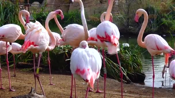 湖の近くの動物のピンクフラミンゴのクローズアップグループ — ストック動画