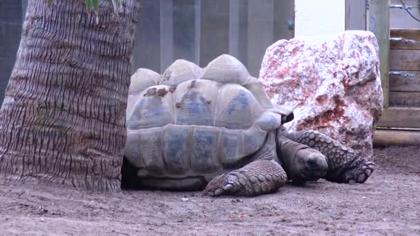 Una Grande Tartaruga Antica Giace Sulla Sabbia Dello Zoo — Video Stock