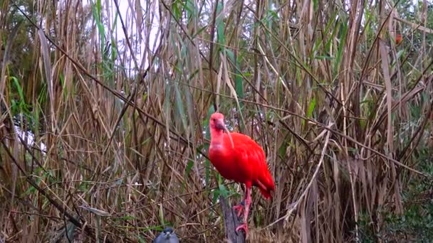 Красный Ибис Трескиорнитина Оранжерее Зоопарке — стоковое видео