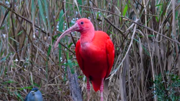 Κόκκινο Ibis Threskiornithinae Θερμοκήπιο Στο Ζωολογικό Κήπο — Αρχείο Βίντεο