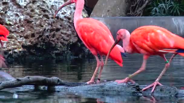 Красный Ибис Трескиорнитина Оранжерее Зоопарке — стоковое видео