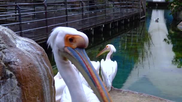 White Pelicans Sit Stones Sunny Day — 비디오