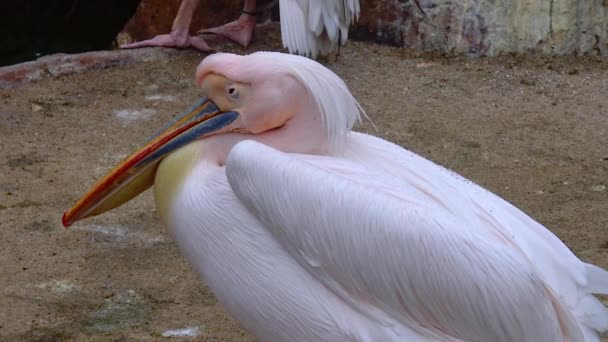 Biali Pelikani Siedzą Kamieniach Słoneczny Dzień — Wideo stockowe