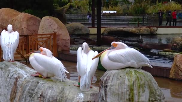 Белые Пеликаны Сидят Камнях Солнечный День — стоковое видео