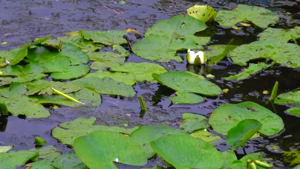 White Water Lily Lake Sunny Day — Vídeo de Stock