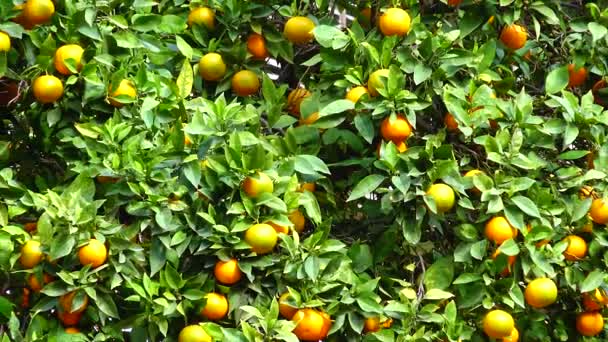 Orange Tree Spain Growing Fruits Street — Vídeo de stock