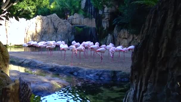 Розовый Фламинго Крупным Планом Группа Животных Возле Озера — стоковое видео