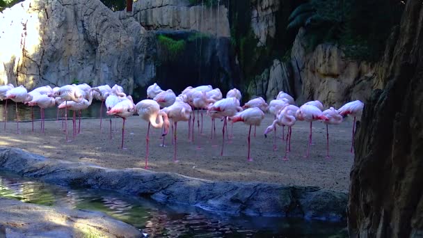 Pink Flamingo Close Group Animals Lake — Vídeo de Stock