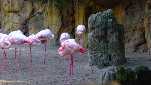 Pink Flamingo Close Group Animals Lake — Stock Video