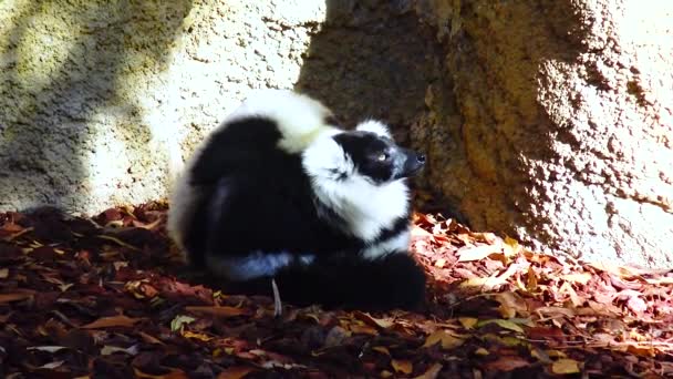 Black White Lemur Varecia Variegata Valencia Biopark — 图库视频影像