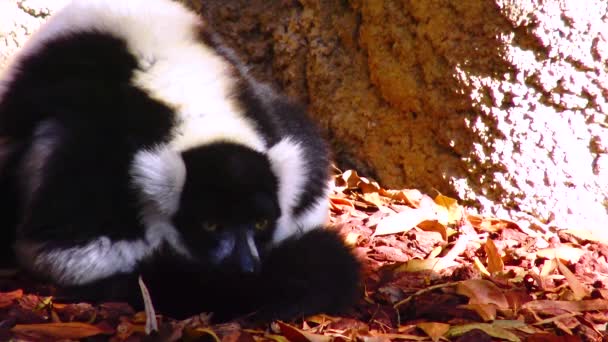 Black White Lemur Varecia Variegata Valencia Biopark — Video Stock