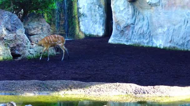 Wild Goat Roe Deer Capreolus Zoo — Stockvideo