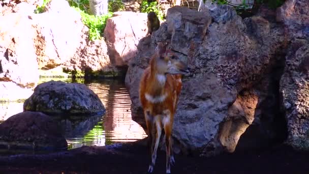 Wild Goat Roe Deer Capreolus Zoo — Video Stock