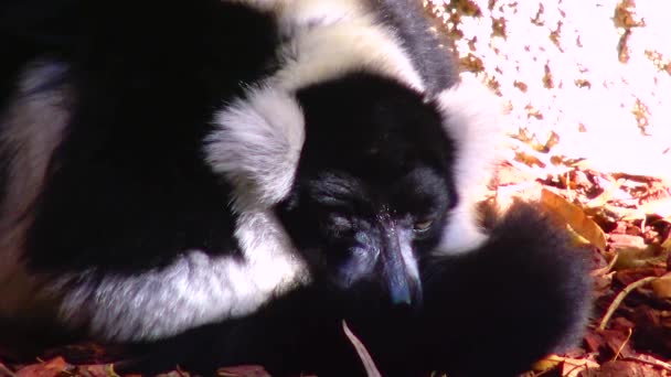黒と白のキツネザルVarecia Variegata バレンシア生物公園 — ストック動画