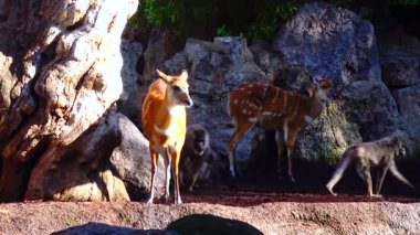 Roe deer walking on the grass Bioparc Valencia