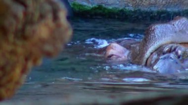 Hippo swimming in the pool at the zoo