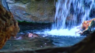 Hippo swimming in the pool at the zoo