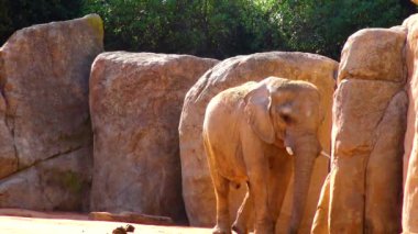Elephant stands near the yellow stones in the zoo