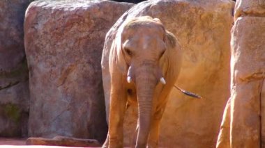 Elephant stands near the yellow stones in the zoo