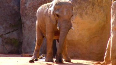 Elephant stands near the yellow stones in the zoo