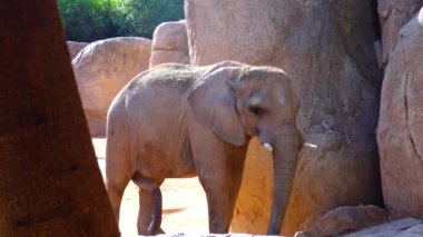 Elephant stands near the yellow stones in the zoo