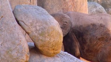 Elephant stands near the yellow stones in the zoo