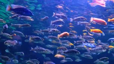 Colorful fish in a large aquarium in the oceanarium