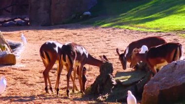 Wild goat roe deer Capreolus, in the zoo