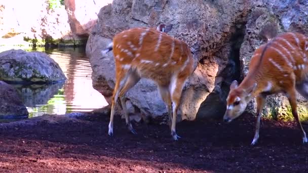 Wild Goat Roe Deer Capreolus Zoo — Stockvideo
