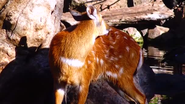 Wild Goat Roe Deer Capreolus Zoo — Vídeos de Stock
