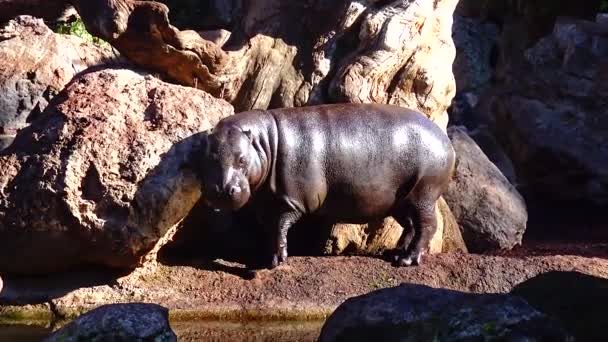 Hipopótamo Arañándose Espalda Contra Una Roca Día Soleado Bioparc Valencia — Vídeo de stock